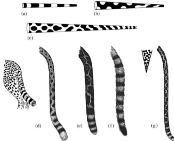 FIG. 3. Comparison between simulated (right) and real (left and mid- mid-dle) patterns of different giraffe species.