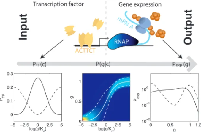 Fig. 1. Transcriptional regulation of gene expression. The occupancy of the binding site by TFs sets the activity of the promoter and hence the amount of protein produced