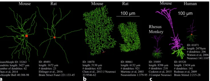 Fig. 1 8 Dendritic morphology classiﬁes neuron types. Examples of typical dendritic architectures of three diﬀerent types of nerve cells from diﬀerent mammals