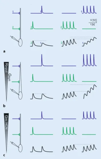 Fig. 2 8 Dendritic ﬁltering. Schematic drawing of some properties of dendritic integration of synap- synap-tic inputs.a Amplitudes and time courses of postsynaptic potentials (PSPs) at the soma (or the action potential initiating zone) diﬀer due to the pas
