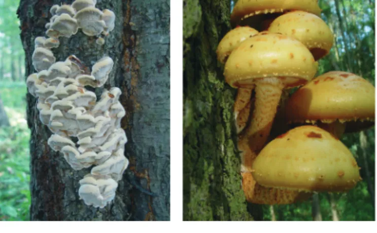 Abb. 2: Nachfolgende Besiedlung erkrankter Erlen durch Holzfäulepilze. Fruchtkörper des häufigen Erlen-Schillerporlings (links) sowie des  Hochthro-nenden Schüpplings (rechts) 