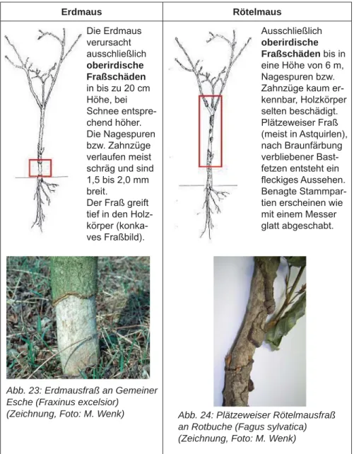 Abb. 23: Erdmausfraß an Gemeiner  Esche (Fraxinus excelsior) 