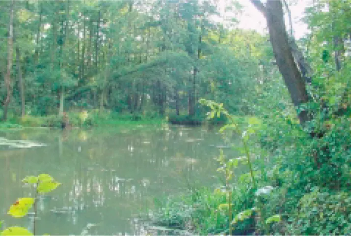 Foto 5: Standortgerechte Ufervegetation mit Baum-, Gehölz- Gehölz-und Krautschicht an der Alten Oder