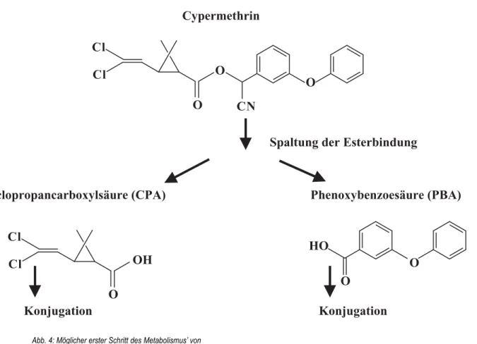 Abb. 4: Möglicher erster Schritt des Metabolismus’ von  Cypermethrin durch Spaltung der Esterbindung
