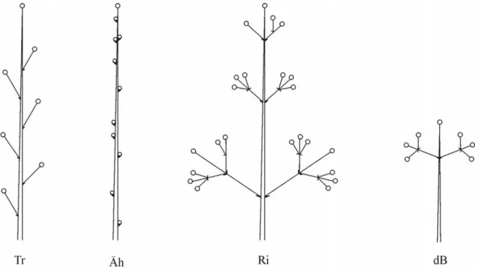 Abb. 1-14: Ausbildungen von Blütenständen: Tr = Traube, Äh = Ähre, Ri = Rispe, dB =  doldiger Blütenstand 