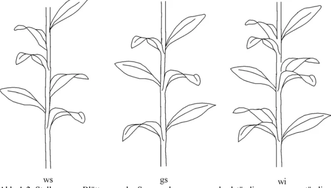Abb. 1-2: Stellung von Blättern an der Sprossachse: ws = wechselständig, gs = gegenständig,  wi = wirtelig 