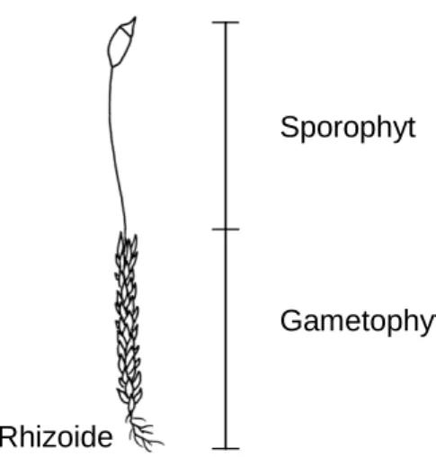Abb. 22-1: Gliederung der Moospflanze in Gametophyt und Sporophyt 