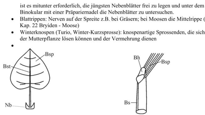 Abb. 1-3: Teile von Blättern: Bh = Blatthäutchen, Bs = Blattscheide, Bst =  Blattstiel, Bsp =  Blattspreite, Nb = Nebenblatt 