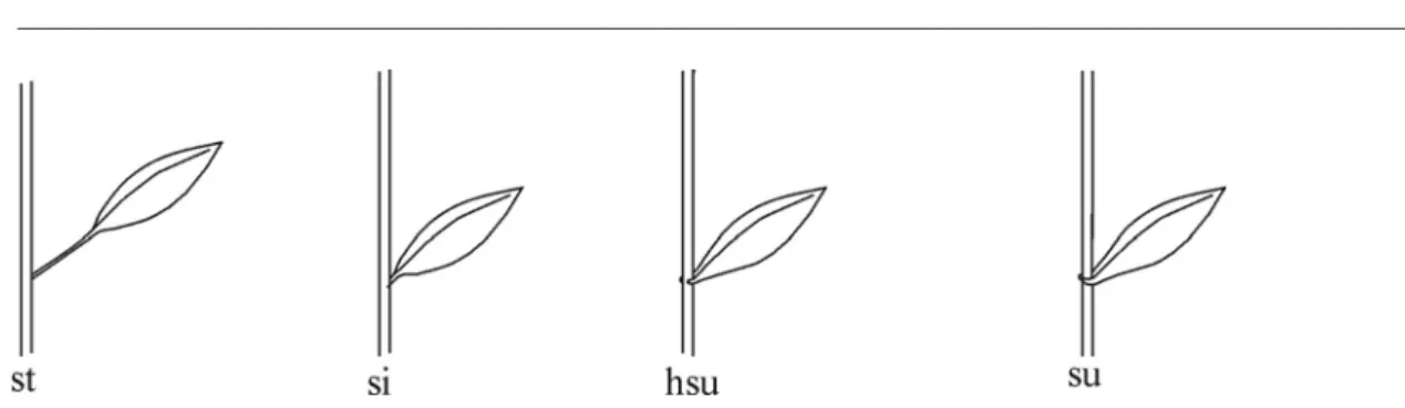 Abb. 1-8: Anheftung von Blättern an der Sprossachse: st = gestielt, si = sitzend, hsu =  halbstängelumfassend, su = stängelumfassend 