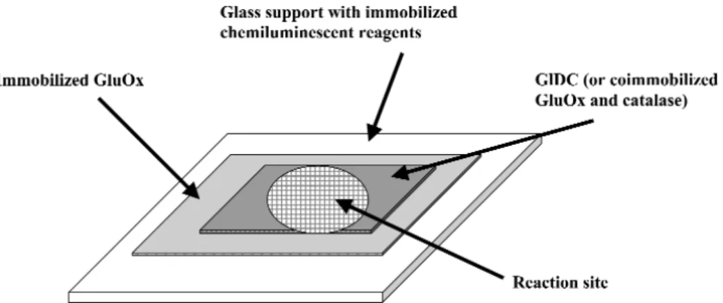 Fig. 2 Possible pattern for the proposed single-shot chemiluminescent  β -ODAP biosensor.