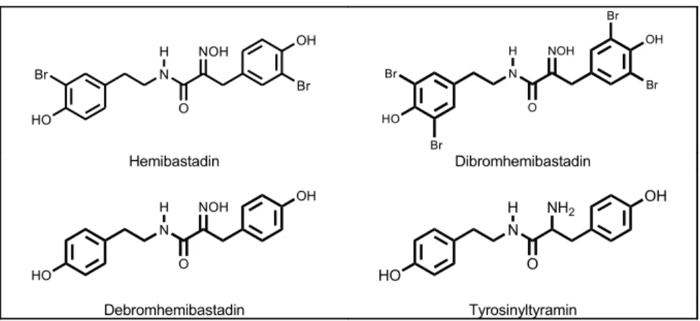 Abb. 3 : Hemibastadin, Debromhemibastadin, Dibromhemibastadin und Tyrosinyltyramin