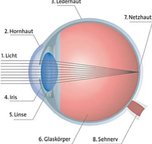 Abb. 7 : Schematische Darstellung des menschlichen Auges; vgl. http://www.meditec.zeiss.com/iol (23.12.2010).