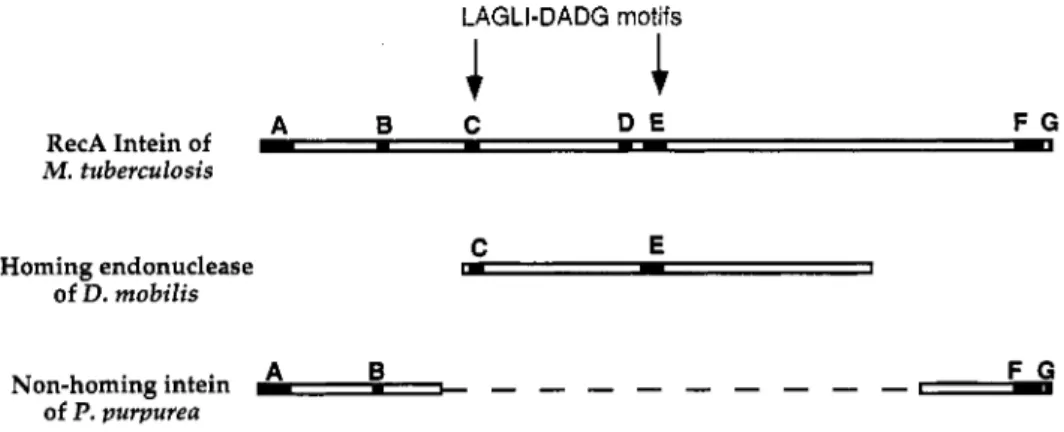 Fig.  4.  Alignment  of  the  RecA  intein  of  Mycobacterium  tuberculosis, the  homing  endonuclease  of  Desulfurococcus mobilis, and the DnaB intein of Porphyria  purpurea
