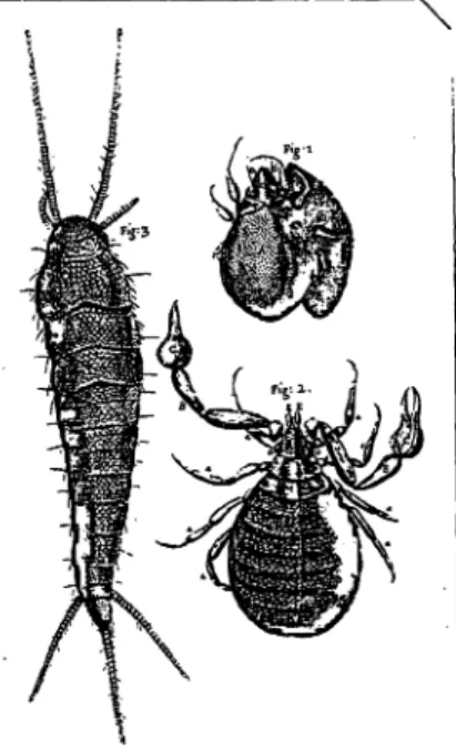 Abb. 5: Hooke, Micrographia (1665);
