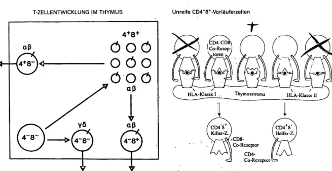 Abb. 3: Links: Unreife T-Zellen (links unten) im Thymus (repräsentiert durch den Rahmen) sind primär CD4~8 