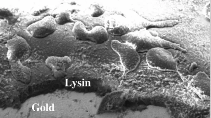 Figure 1: SEM image of the interface between a single cell and  a silicon substrate coated with a thin functional layer of titanium.