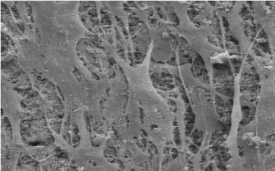 Figure 1: SEM image of the dense cell layer formed by hMSCs after 22 d culture on Bonit matrix ®