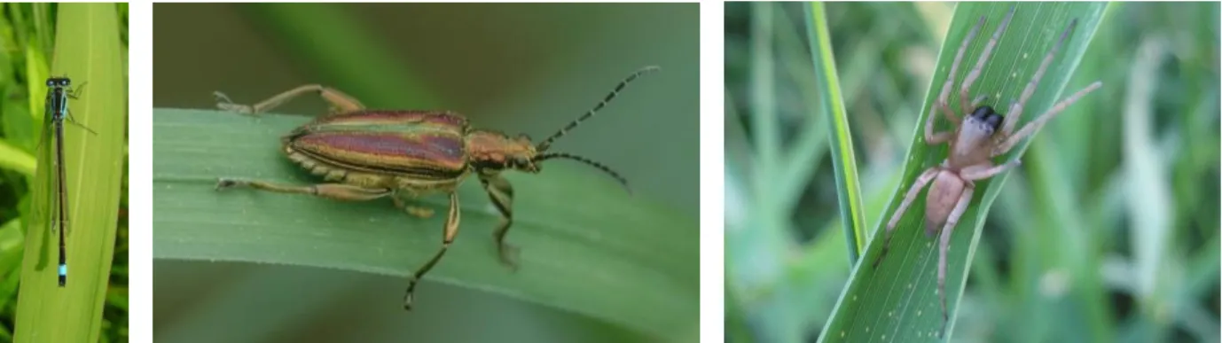 Abb. 4:  Insekten  und  Spinne  im  Röhricht:  Libelle,  Schilfkäfer  Donacia,  Schilfsackspinne  Clubiona (v