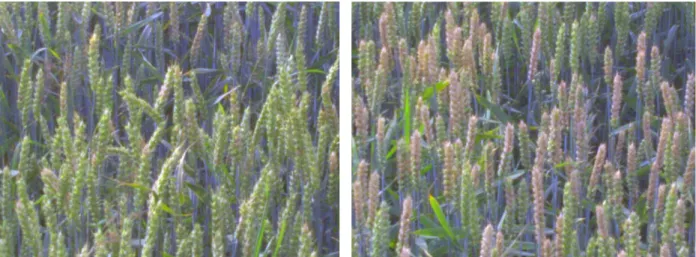 Abbildung 2: Farbbildaufnahmenaufnahmen der Fusarium-Symptome an Weizenähren, links: 