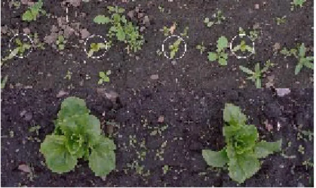 Figure 2:  Above: When crops are sown the weed and crop, encircled, have about the  same size (ecological grown)