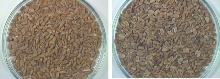Fig. 1:  Samples of wheat grain: a) infected wheat; b) control (not infected) wheat 