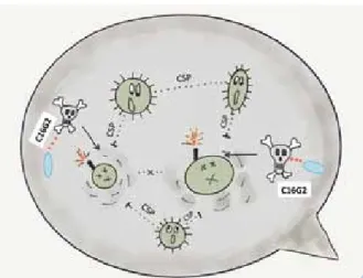 Abb. 3: Schematische Darstellung der Kommunikation zwischen  S. mutans über „Competence Stimulating Peptide“ (CSP) (Quelle: 