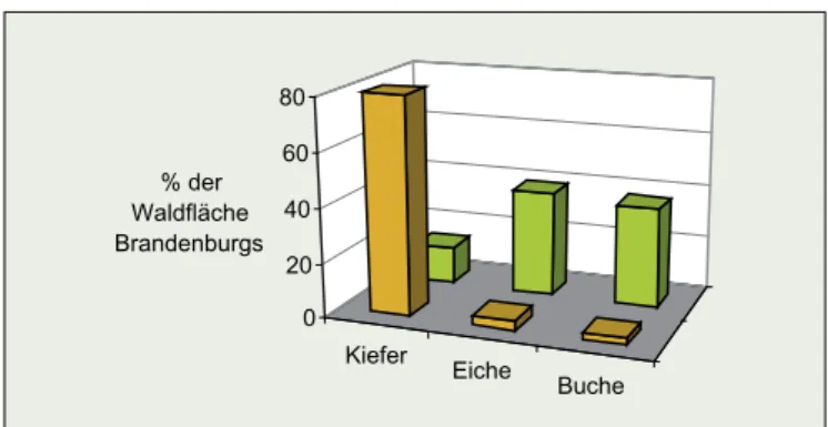 Diagramm 4: Verhältnis zwischen aktueller und natürlicher  Vegetation im Land Brandenburg