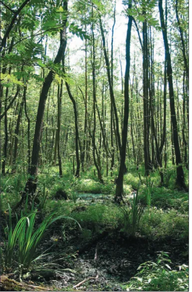 Abb. 29: Aufwand für Schutz, Sanierung und  Waldumbau 2002 für Landeswald in %