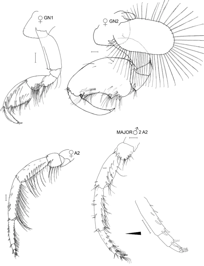 FIGURE 29. Jassa morinoi Conlan, 1990. Allotype, adult female, 5.8 mm, NSMT-Cr 26016 (C-33-1-2)