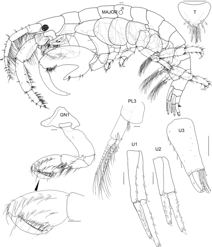 FIGURE 31. Jassa valida (Dana, 1853). Neotype, adult male, major form, 5.5 mm, JSIAH327