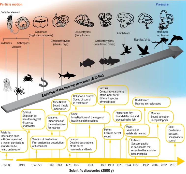 Fig. 1. Evolution of hearing under water and timeline of scientific advances.