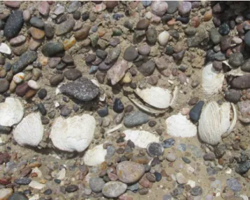 Figure 5. Well-preserved MIS 5-aged fossil shells from a deposit near Caleta Olivia. The coin is 23 mm in diameter.