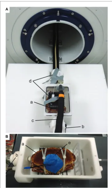 FIGURE 1 |  Experimental setup for MRI (A) and IR-PPG (B) experiments. 