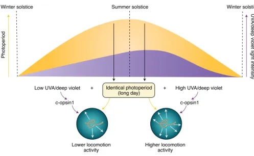 Fig. 1 | The light spectrum could support the fine-tuning of annual timing. Veedin Rajan et al