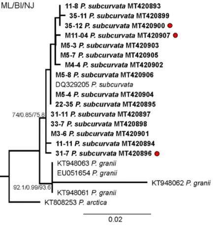 Figure 1. Phylogenetic analysis based on maximum likelihood (ML) of the strains of P. subcurvata  included in this study