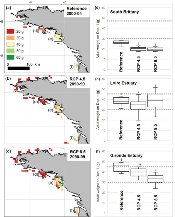 Fig. 8. Pacific oyster total adult weight obtained by December 1 (from an initial weight of 14 g on April 1) in the Bay of Biscay for (a) the early-century reference  period and (b, c) two future climate change scenarios considered (RCPs 4.5, 8.5)