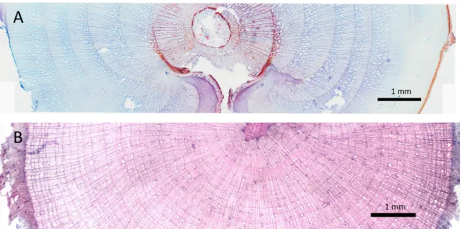 Fig. 1 Growth ring pattern of tundra shrubs in Lena delta: A)  Salix spp. from flood plain area  (Samoylov  Island)  with  a  scar  formed  during  spring  break  up  in  2014;  B)  Betula  nana  from  Southern Kurungnakh 