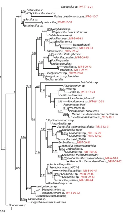 Figure 2. Molecular phylogeny of cultured marine bacterial strains from the Veracruz Reef System constructed by Maximum Likelihood with reference to the 16S rRNA gene sequences from the RDP data base