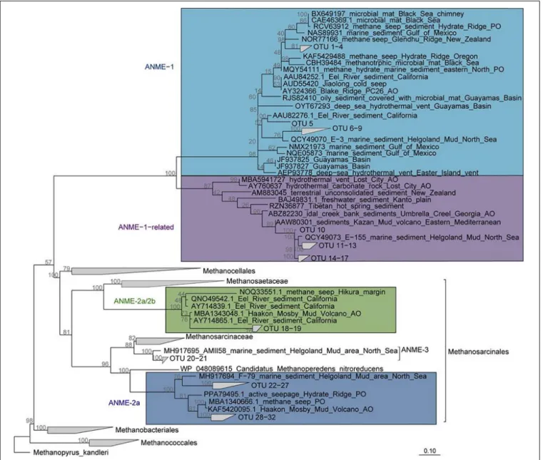 FIGURE 5 | Phylogeny of ANME subgroups. Maximum likelihood tree (RAxML, 1000 Bootstraps) based on in-house mcrA gene database