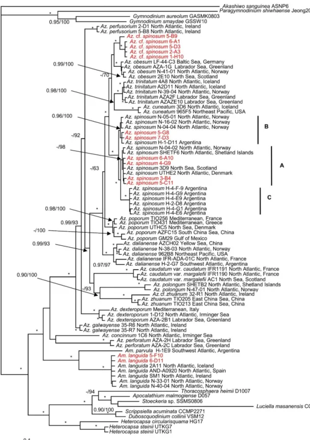 Figure 2. Molecular phylogeny of Azadinium and Amphidoma inferred from concatenated small subunit (SSU), internal transcribed region (ITS)-5.8S, and partial large subunit (LSU) rRNA gene sequences using Bayesian inference (BI)