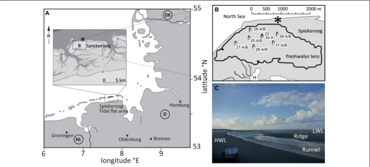 FIGURE 1 | (A) Location of Spiekeroog Island in the German North Sea. (B) Enlarged map of box B, with central Spiekeroog in gray and the surrounding sea in white (H = Harbour of Spiekeroog, which faces the Wadden Sea to the South)