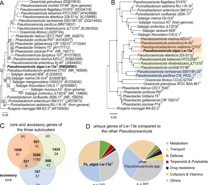 Fig. 3. Phylogenetic placement of strain Lw-13e T and related strains with Ruegeria meonggei MA-E2-3 T as outgroup, and KEGG categorization of unique genes of Lw-13e T compared to related bacteria