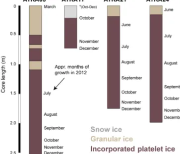 Figure 9. Sea-ice crystal fabric from ice cores obtained at four dif- dif-ferent fast-ice sampling sites in December 2012, derived from  ver-tical and horizontal thin sections (0.1 m spacing) along the full core length (see also Hoppmann et al., 2015a, b; 