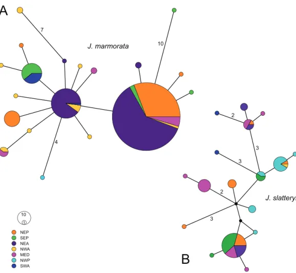 Figure 3 Median joining haplotype networks of J. marmorata (A) and J. slatteryi (B). Size of the circles are proportional to the number of specimens with relative haplotype