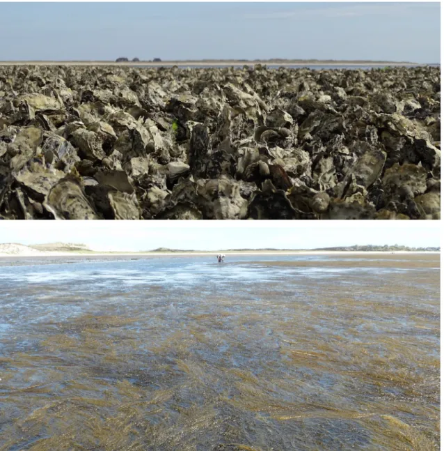 Abb.  1:  Pazifische  Austern  (oben) und der Japanische  Bee-rentang (unten) besiedeln heute  die  gesamte  südöstliche   Nord-see