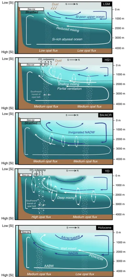 Fig. 5 A schematic representation of the circulation changes and concomitant DSi distribution across the deglaciation