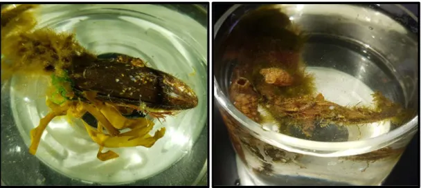 Fig. 1. Example of the collected Mytilus edulis (left) and Styela clava (right) samples during the evaluation of epibiota