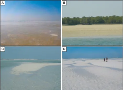 Fig. 5. Field photographs from the middle and outer lagoon. (A) Extremely shallow water with localized exposure at the Khawr as Sadiyat (KAS) middle lagoon during low tide