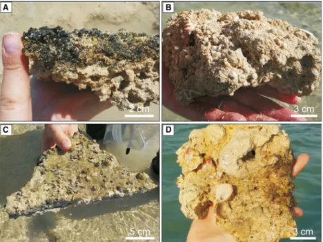 Fig. 7. Macroscopic variation of cemented intervals. (A) Khawr Qantur (KQ) intertidal sabkha firmground with irregular surface, consisting of microbial cover and underlying lithified sediment with vuggy porosity