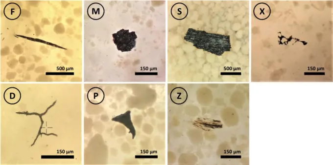 Figure 4: Images of various macroscopic charcoal morphotypes found at Lake Khamra. Letters indicate the classification ac- ac-cording to the extended scheme by E NACHE  and C UMMING  (2007, 2006) 